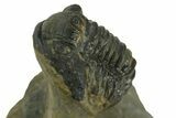 Two Multi-Toned Gerastos Trilobite Fossils - Morocco #381639-5